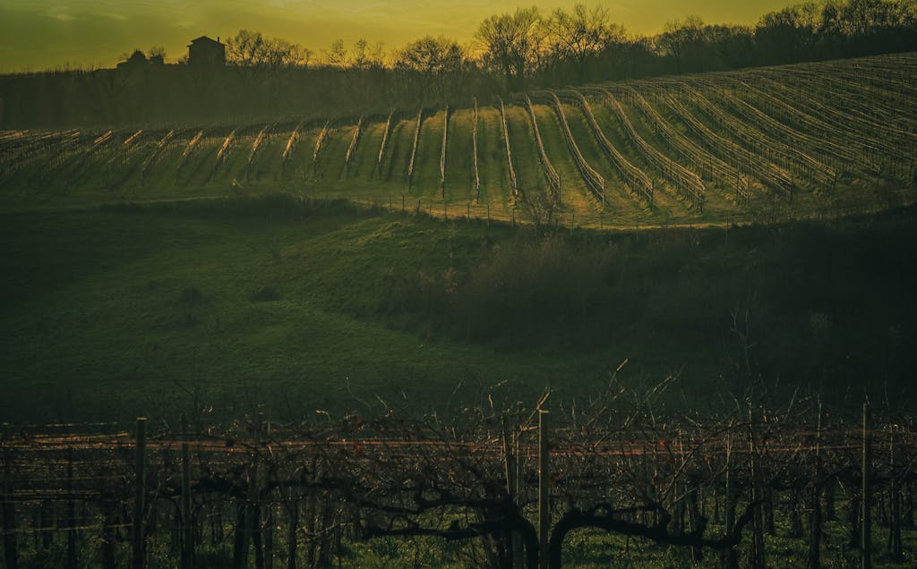 Stunning vineyard landscape captured during golden hour with rows of grapevines on a hillside.